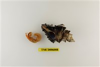藏品(光螯硬殼寄居蟹)的圖片